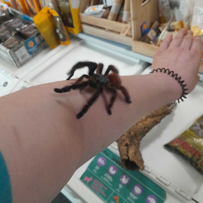 Caribena versicolor – Ptasznik wielobarwny L7