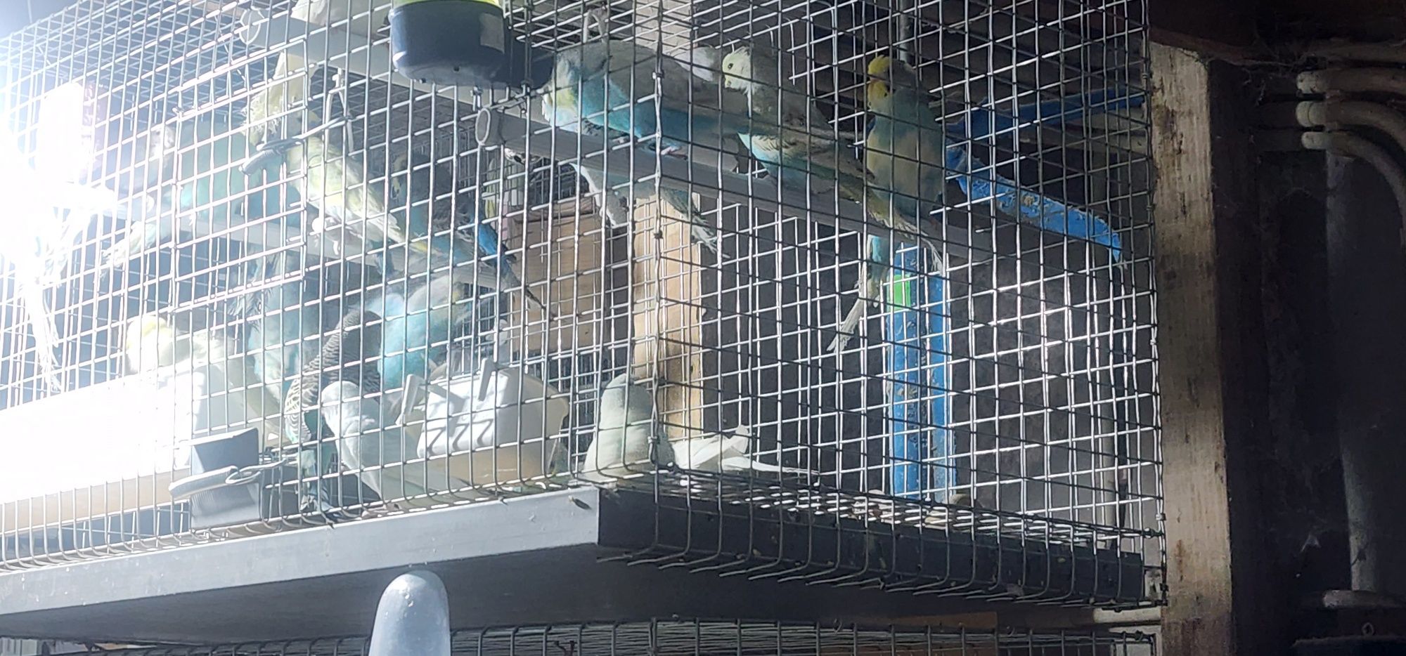 Aves ,piriquitos australianos