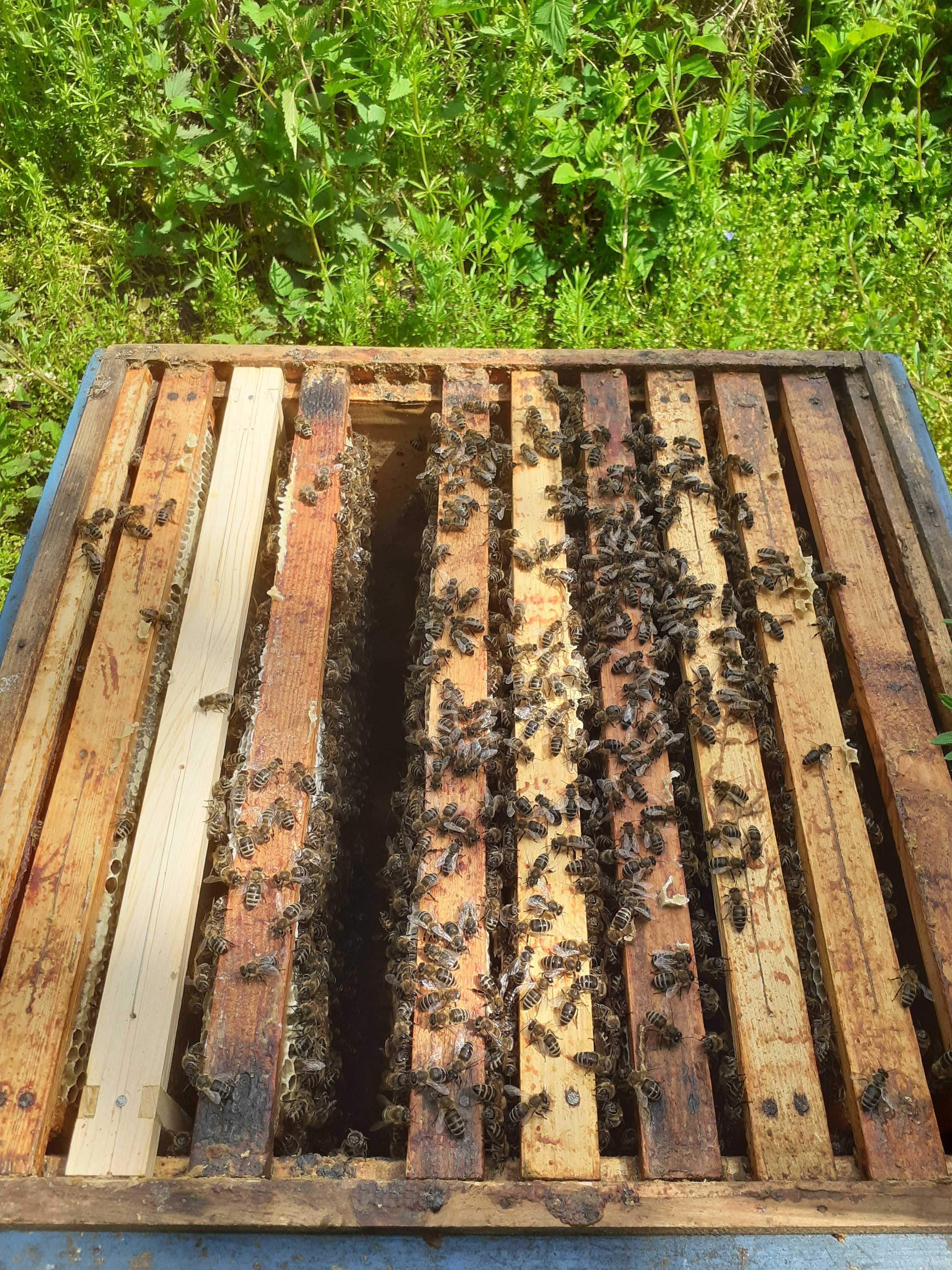 Pszczoły na ramkach wielkopolskich.