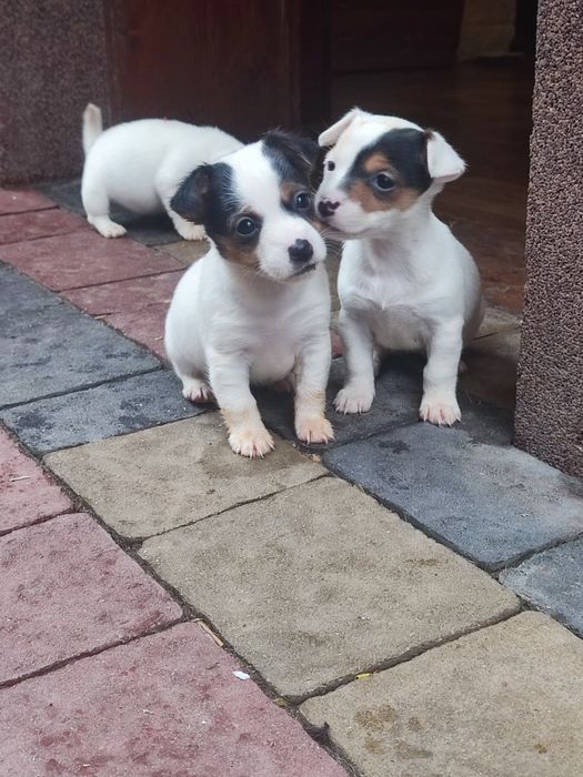 Цуценята Джек Рассел тер'єр