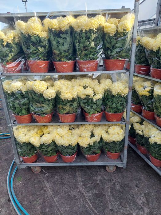 Chryzantemy wielkokwiatowe