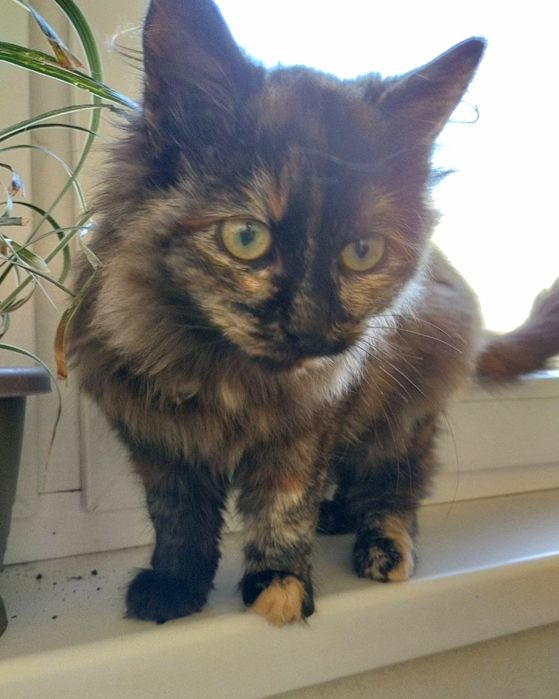 Шикарна кішечка 4-5 міс малишка