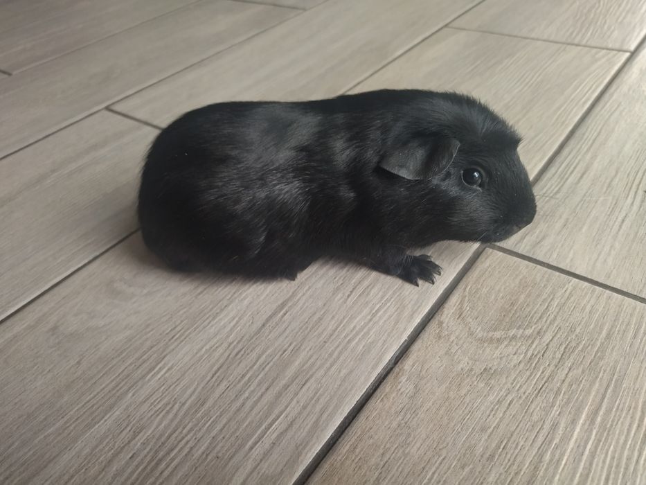 Довгошерстна морська свинка Коронет з розплідника з родоводом