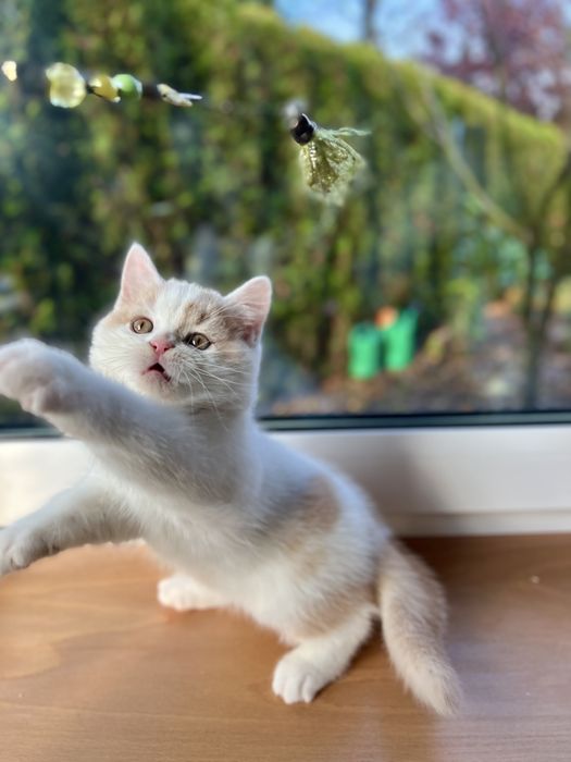 Kocurek Brytyjski Bicolour