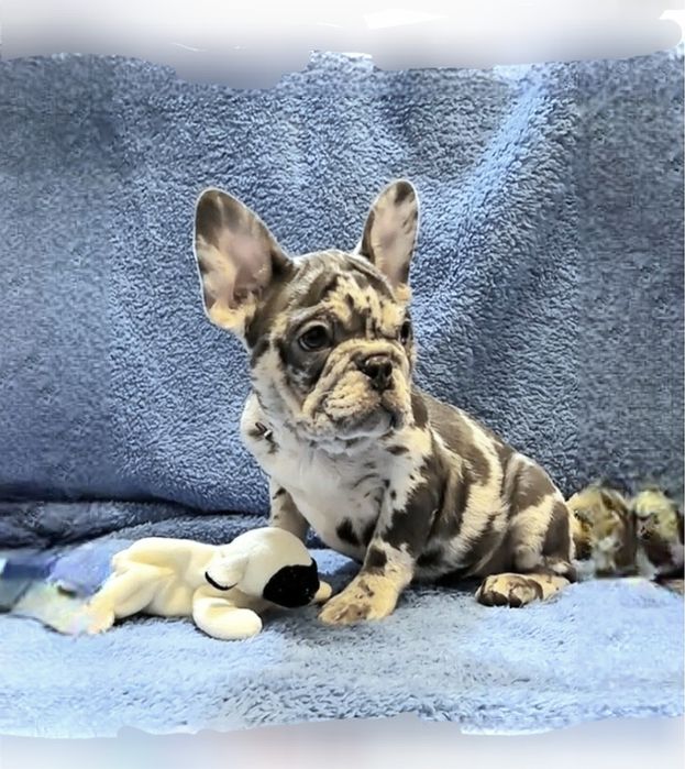 Мерле _Голубая красивая франичка!