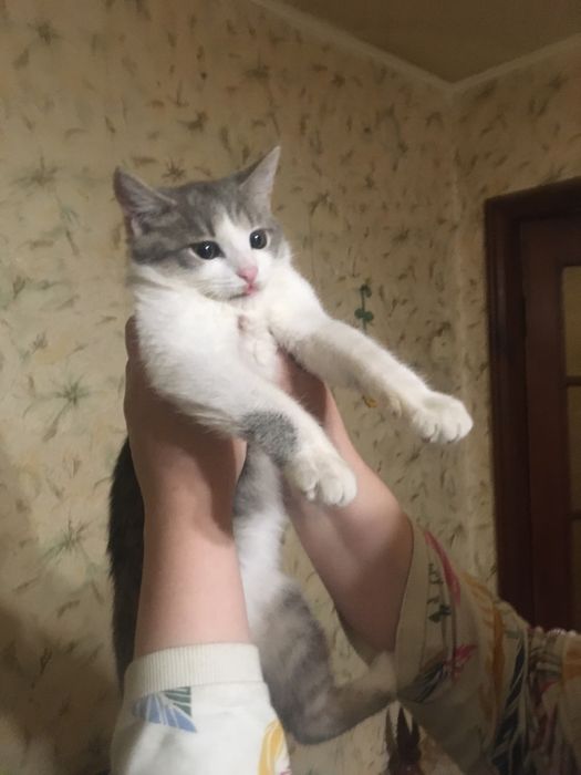 Віддам в хороші руки кошеня