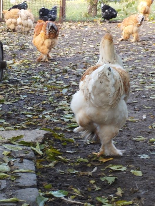 Півень брама лимон