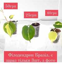 Від 25грн філодендрон Бразіл ароїдні ліани рослини підвісні вазони