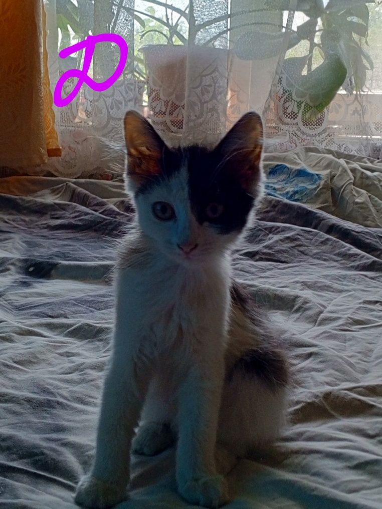 Отдам бесплатно котят