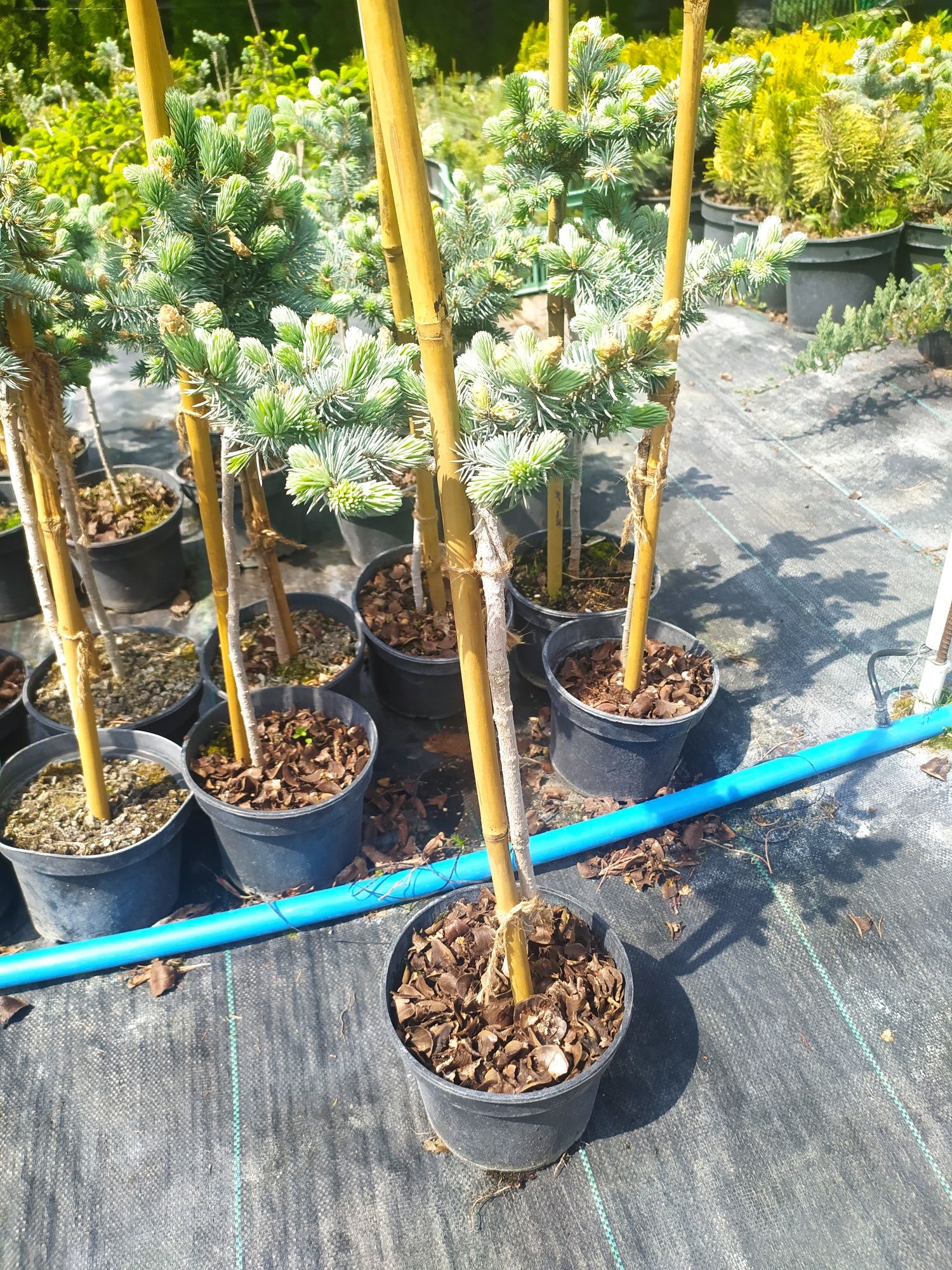Ялина колюча Glauca Globosa 2 л / 35-45 см штамб/ - 600 грн