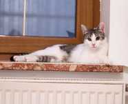 Lola koteczka do adopcji