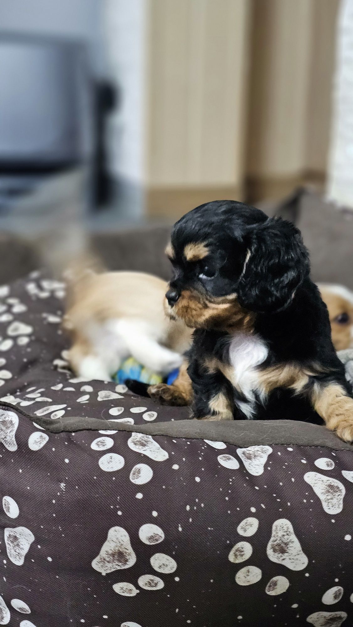 Cavalier King Charles Spaniel