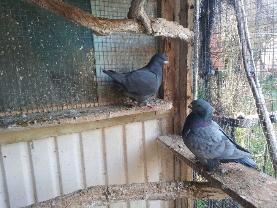 Gołębie Texanery i Giant Homry.