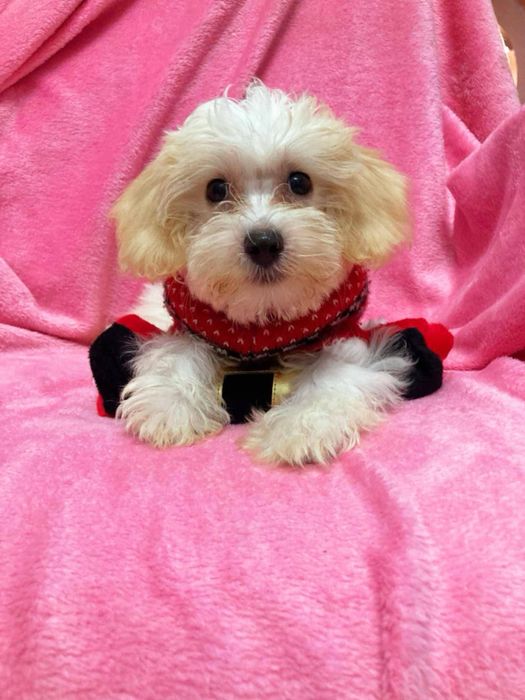 Chlopiec Maltipoo szuka rodziców Maltańczyk & Pudel Toy