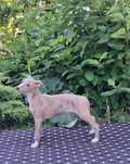 Whippet - błękitno pręgowany kawaler