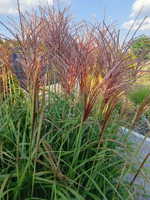 Miskant czerwony 10 sztuk kłącza