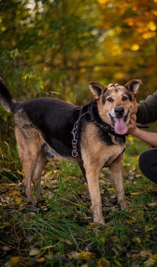 Bez szans na adopcje przez swoje gabarty? Super pies szuka domu.