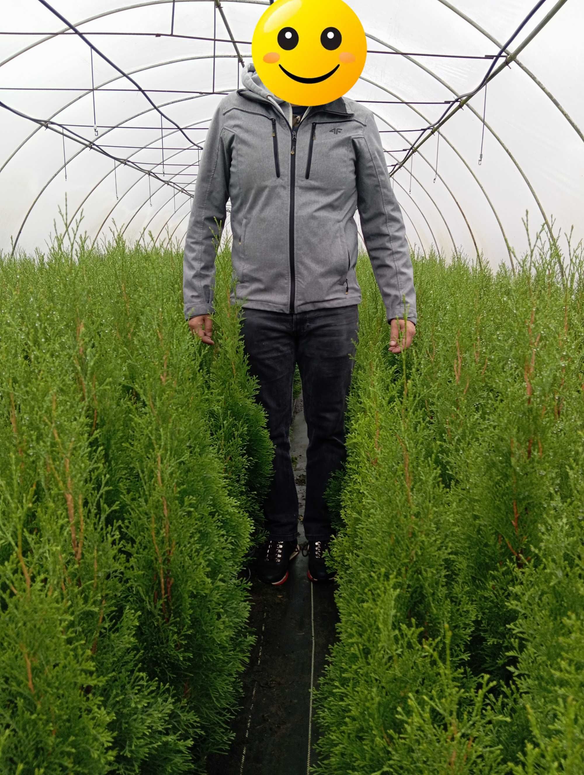 Tuja Thuja Szmaragd 70-80 cm doniczka wysyłka