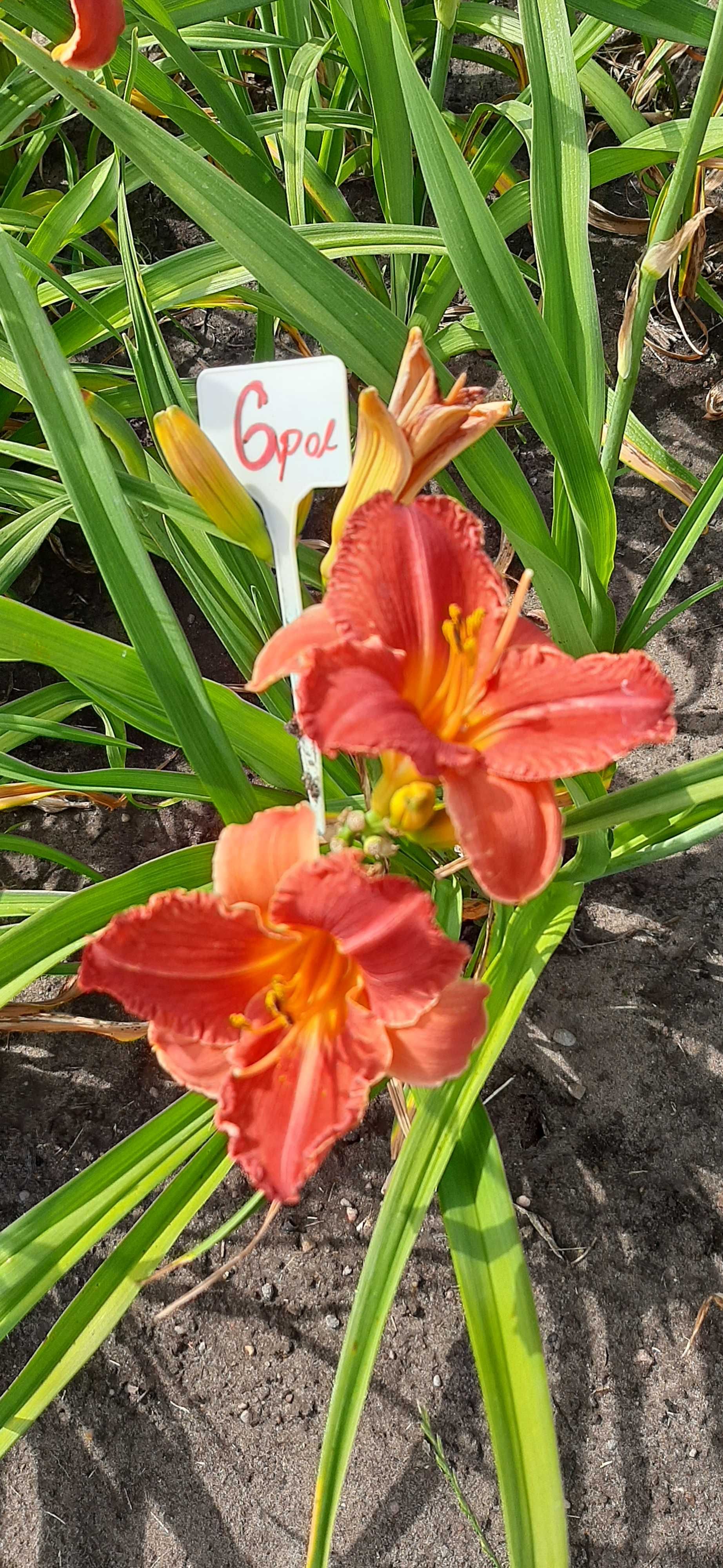 Liliowce odmianowe