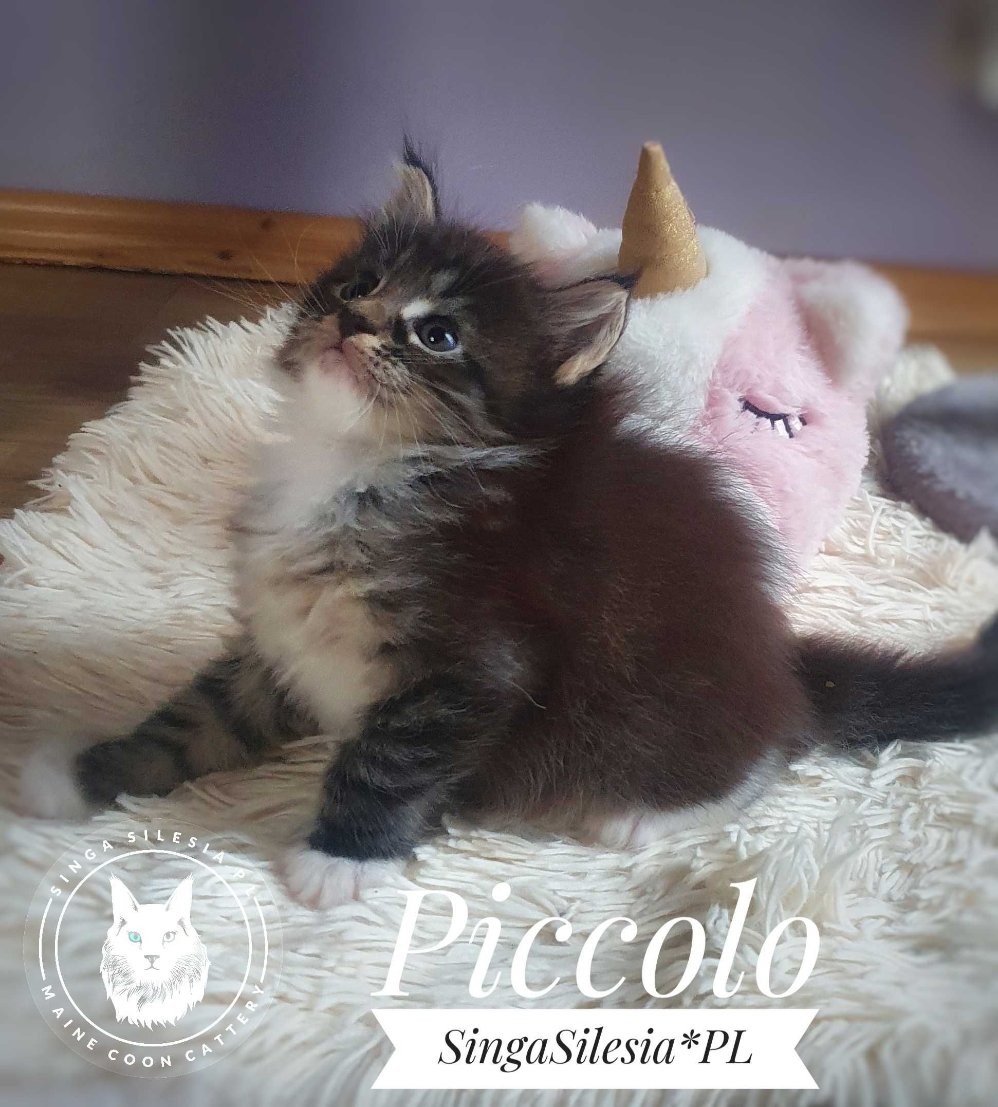 Piccolo kocurek Maine Coon FPL/FIFe
