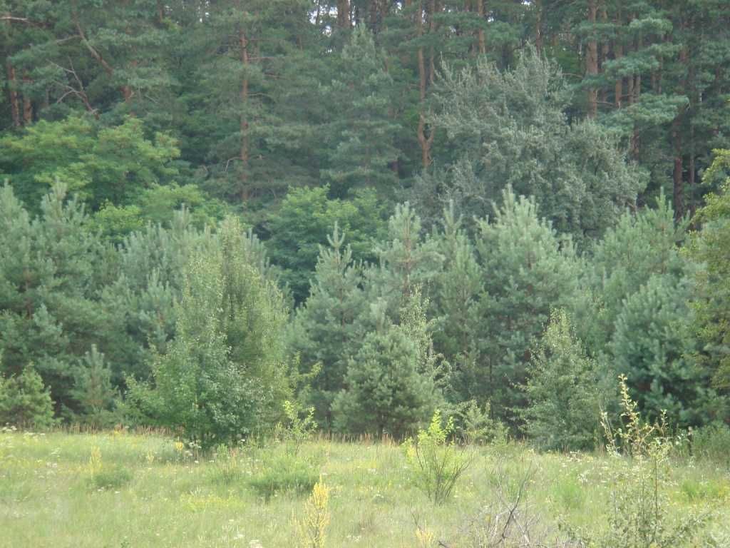 Продам участок под жилую застройку за Леточками