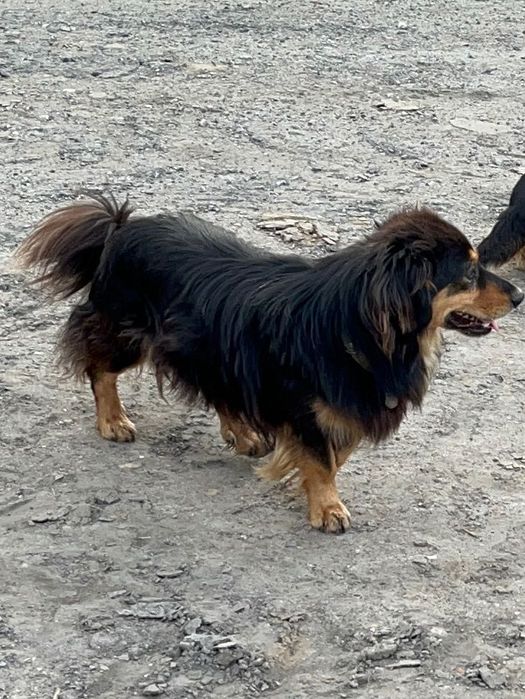 Zaginął pies/ psy w okolicach: Pasłęk, Rychliki, Kwietniewo, Dzierzgoń