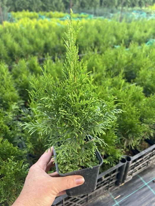 Туя Смарагд,Ялівець,ЯлинкаКоніка,Декоративні рослини