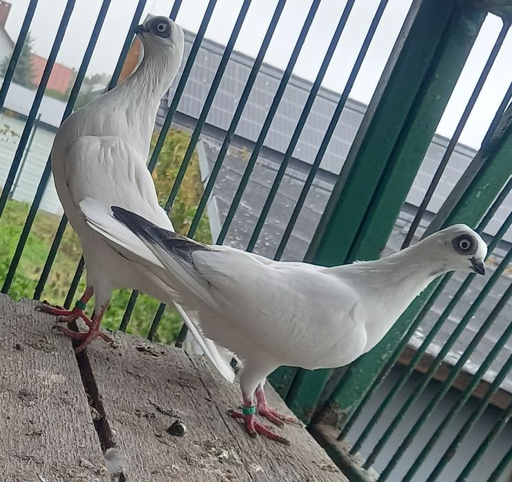 Gołębie winerki,szeki para