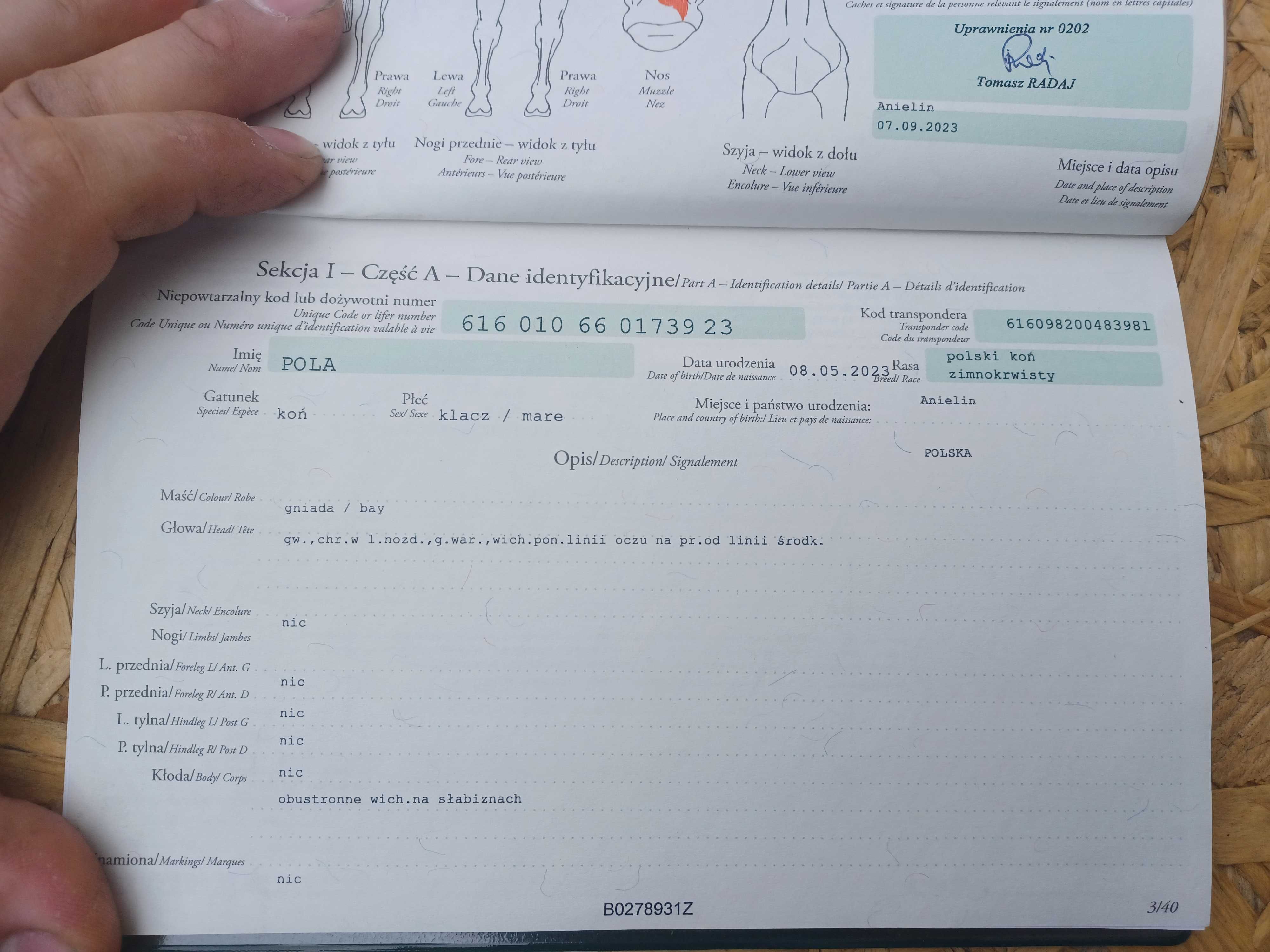Sprzedam Źrebice Zimnokrwistą 2 Latka