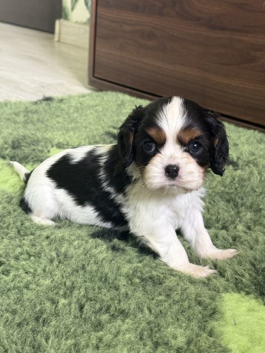 Cavalier aking Charles Spaniel -piesek ZKwP