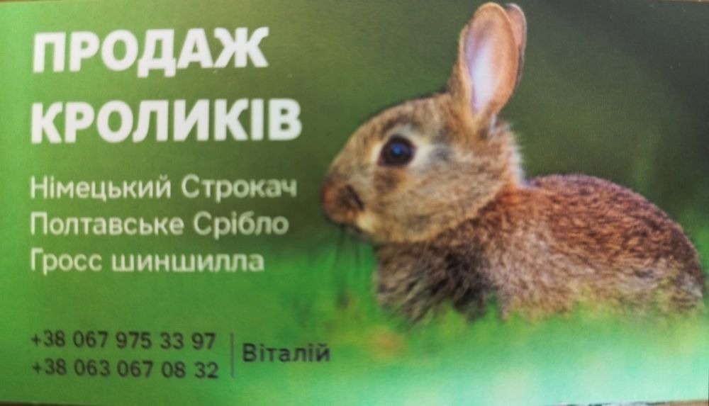 Кролики Гросс шиншила