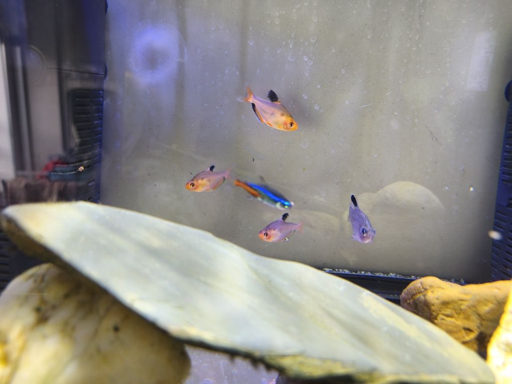 Peixinhos de aquário