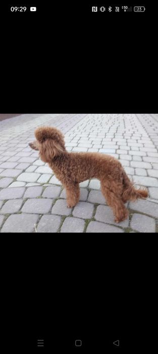 Sprzedam szczeniaka maltipoo