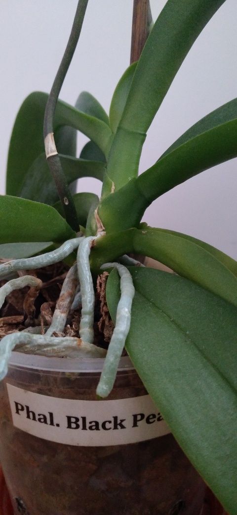 Орхидея фаленопсис квітуча Блэк Перл (Black Pearl)