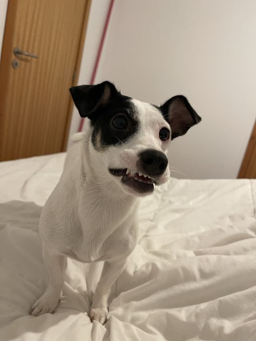 Vendo uma cadelinha de 1 ano