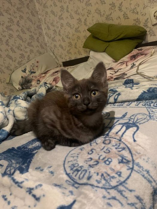 Отдам котенка срочно!