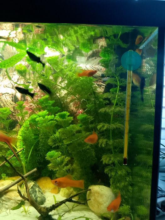 Akwarium 120l z takie jak na foto