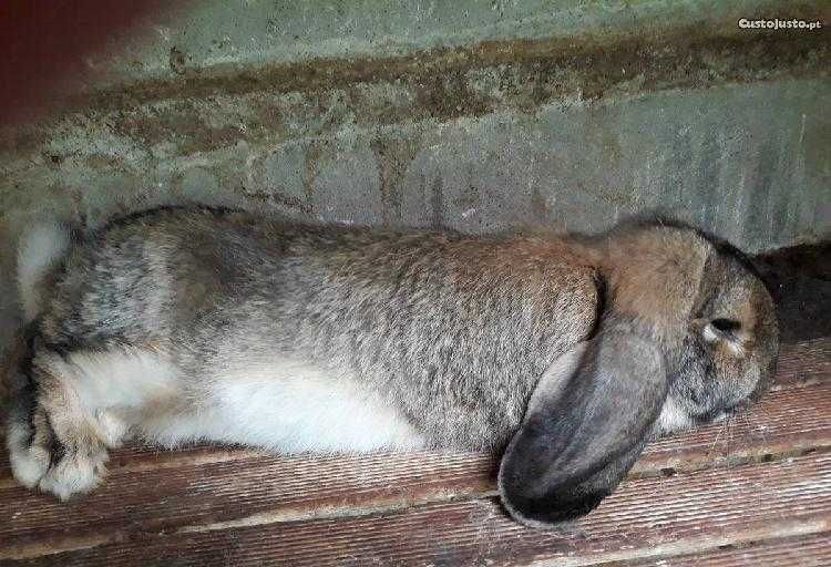 Coelhos para criação