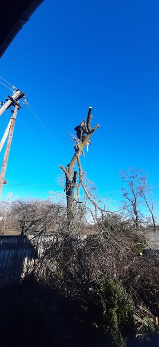 Пиляння дерев будь-якої складності!