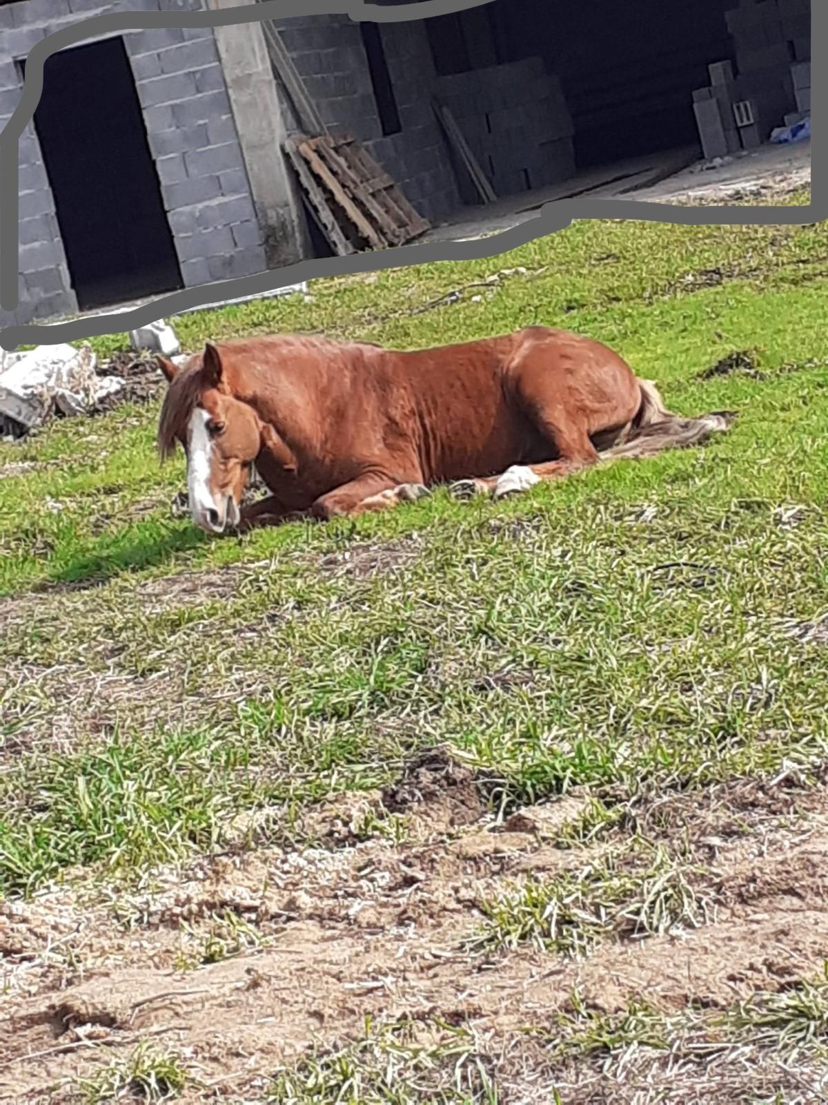 Animais de estimação