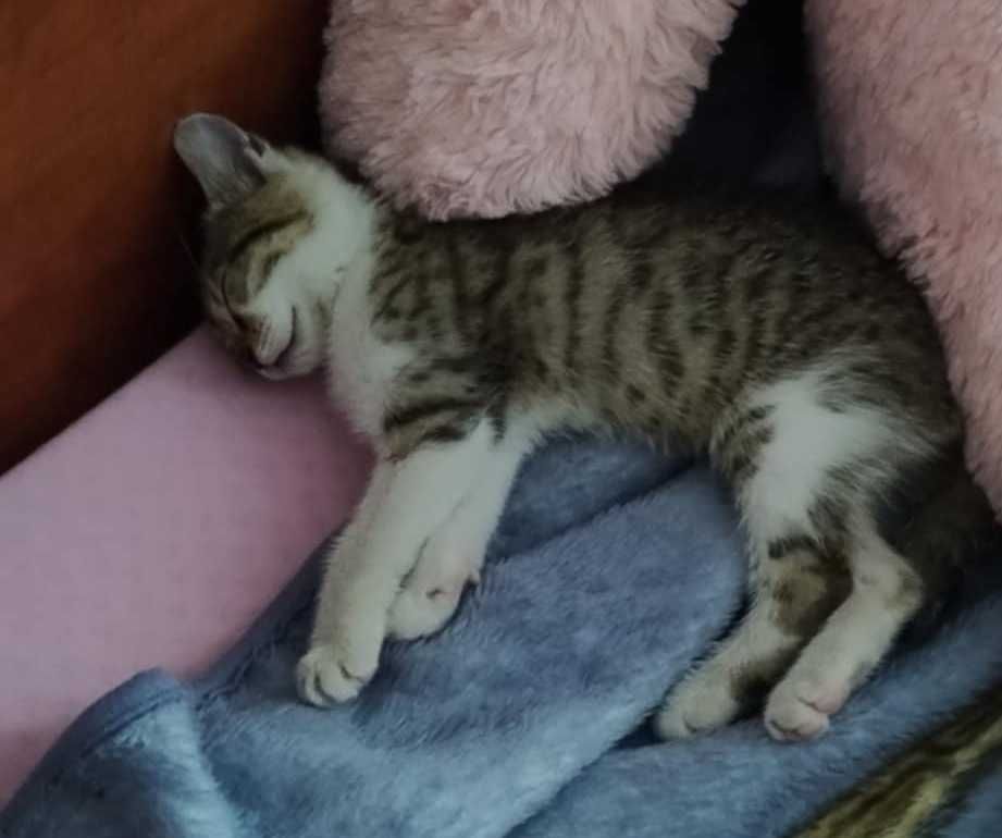 Mała kotka do adopcji