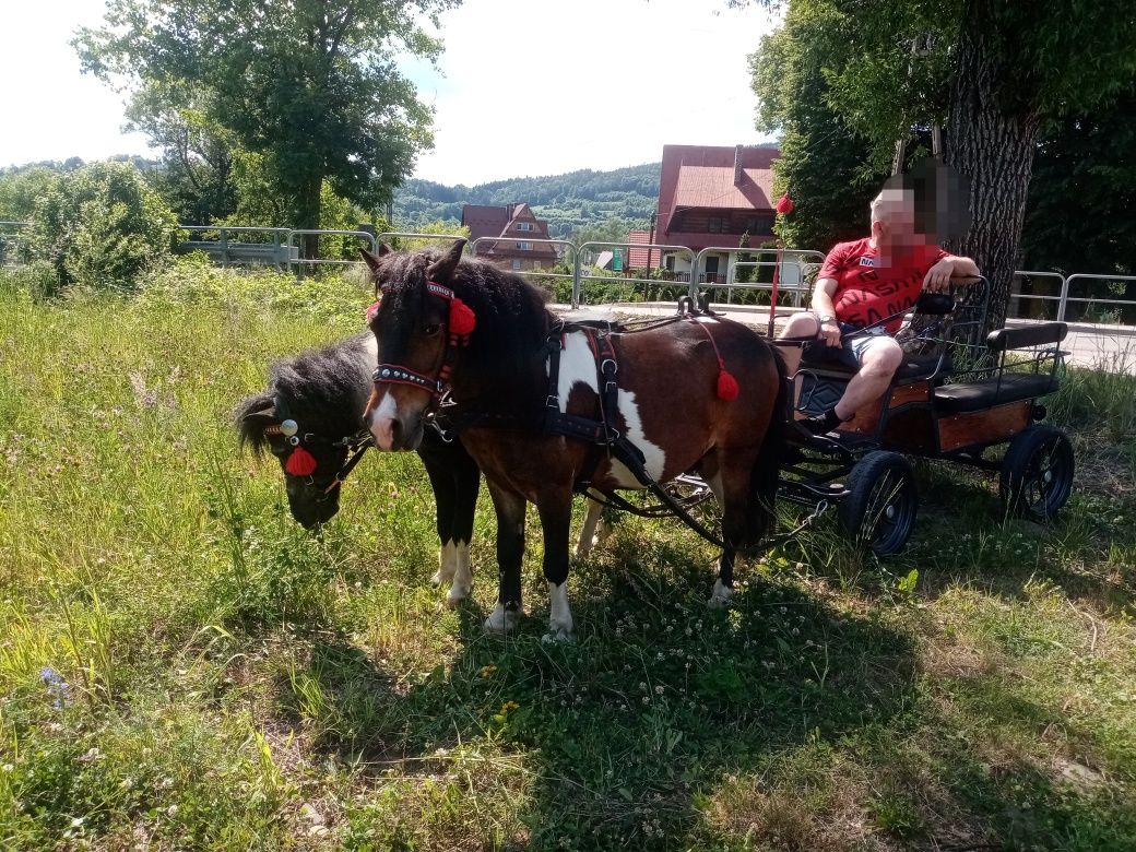 Kucyk wałach ogier PILNE