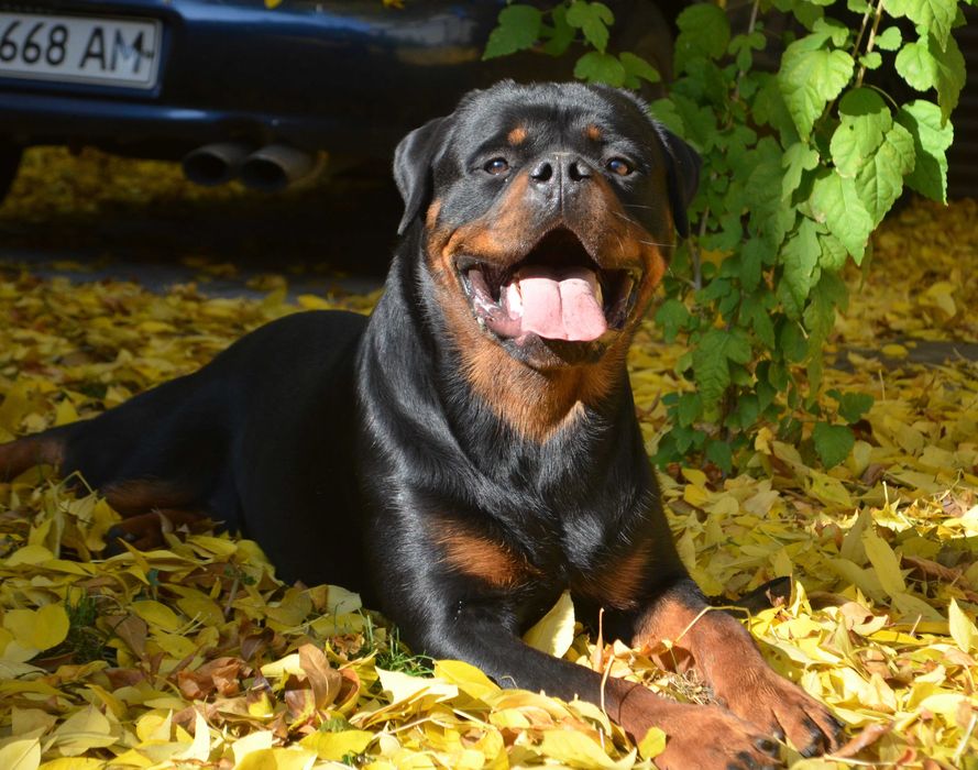 В'язка Кобель ротвейлер