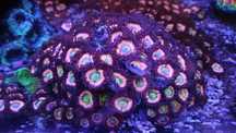 zoa lord of the ring