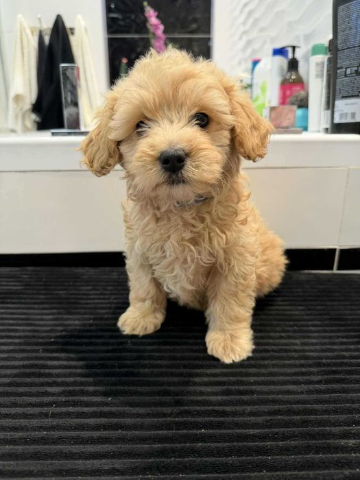 Maltipoo śliczny samczyk F1