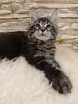 Magnus- Cudowny, ogromny Kocur Maine Coon z legalnej hodowli/ FPL