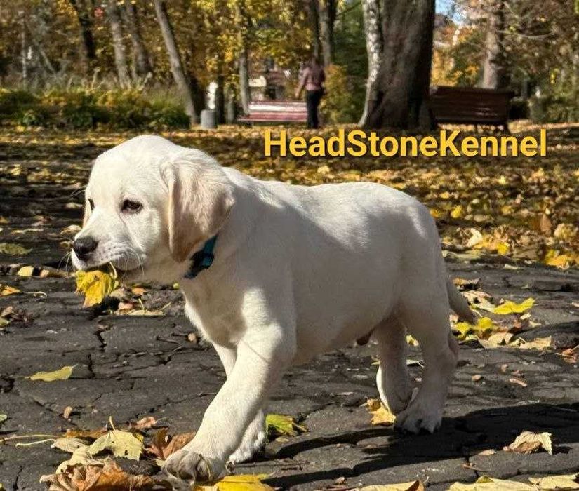 Лабрадор ретривер Щенки КСУ