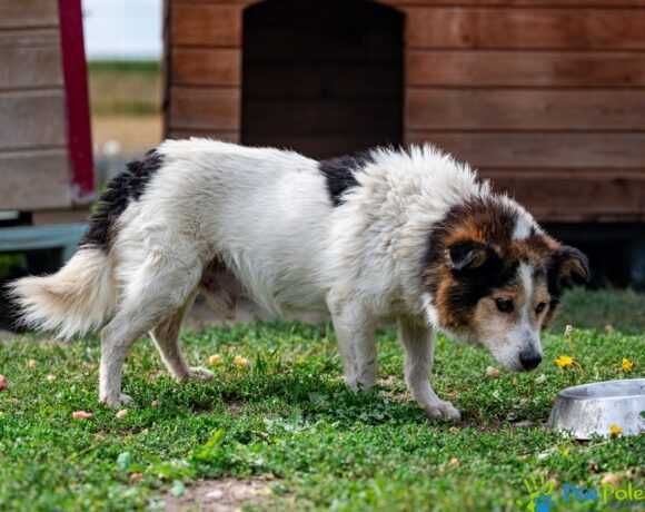 Starszy piesek CHULIGAN szuka nowego domku!