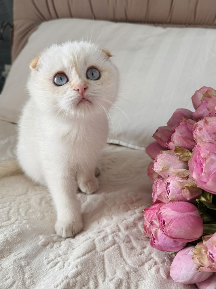 Котобанда шотландських золотих шишилл