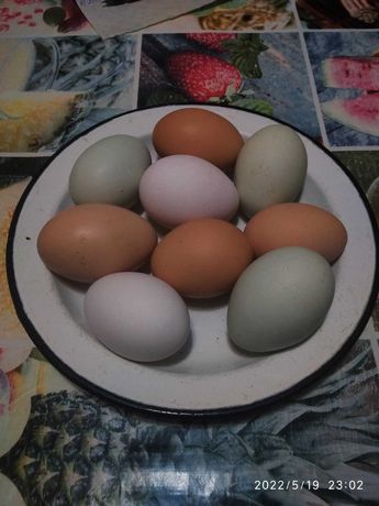 Инкубационные куриное яйцо